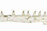 Fossil Mosasaur (Platecarpus) Jaw Section with Teeth - Morocco #353154-4